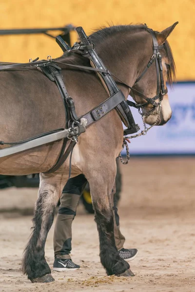 工作的马，在瑞典中的平顺性和驱动器的竞争 — 图库照片