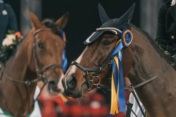 Primer plano de una cabeza de caballo en el paseo y conducir la competencia en el — Foto de Stock