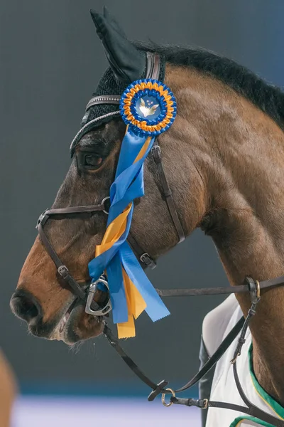 Close-up van de kop van een paard op de rit en rijden concurrentie in de — Stockfoto