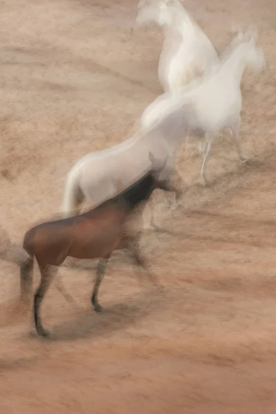 JF Pignon and his free horses at the Sweden International Horse — Stock Photo, Image