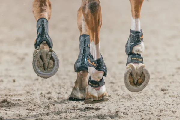 Horse shoes and legs at the Sweden Masters Last Man Standing in — Stock Photo, Image