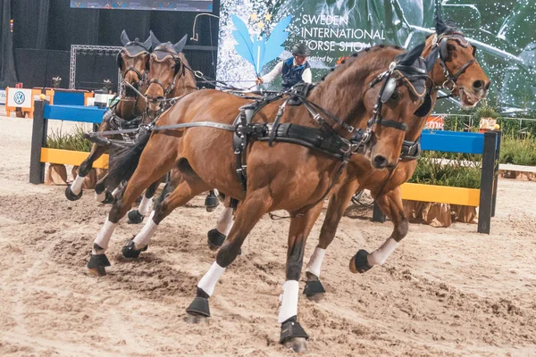 Fredrik Persson à la finale de la Coupe du monde FEI de conduite en Suède — Photo