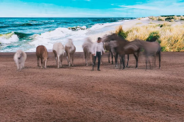 JF Pignon cavalo show no Salão Internacional de Cavalos da Suécia em F — Fotografia de Stock