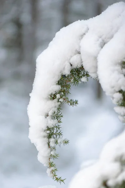 Juniper branch during winter covered in snow — Stock Photo, Image
