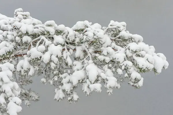 Κλάδος ερυθρελάτης καλυμμένος με χιόνι — Φωτογραφία Αρχείου