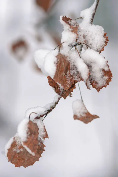Καφετιά φύλλα καλύπτονται από χιόνι το χειμώνα — Φωτογραφία Αρχείου