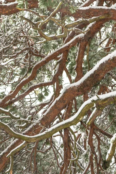 云杉树从下面与雪覆盖的分支 — 图库照片