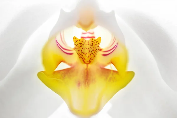 White and yellow blooming orchid in closeup from the front — Stock Photo, Image