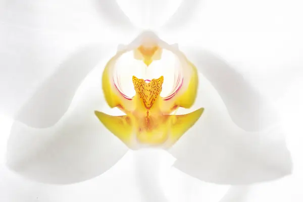 White and yellow blooming orchid in closeup from the front — Stock Photo, Image