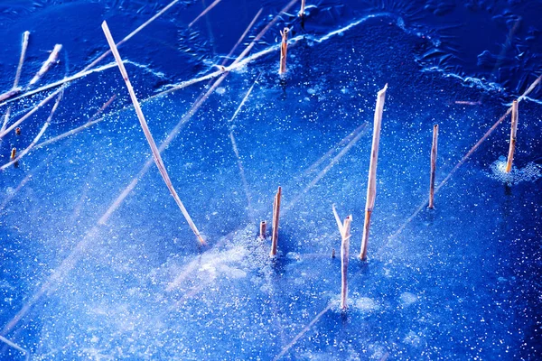 Yellow straws of sea grass frozen in the lake — ストック写真