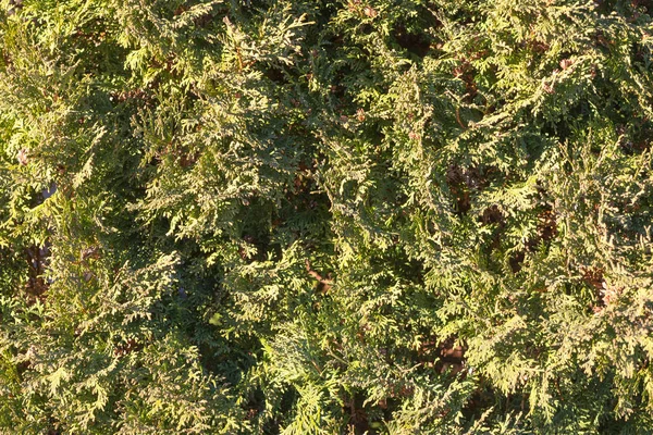 Tuja hedge of boom in close-up — Stockfoto