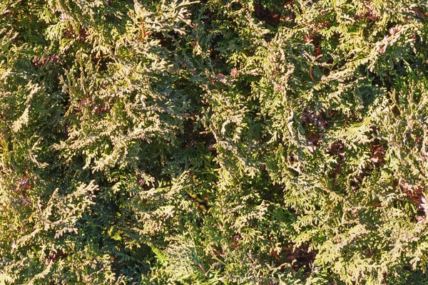 Tuja hedge or tree in closeup — Stock Photo, Image