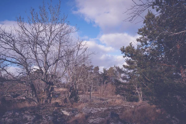 Fine inverno nei boschi — Foto Stock