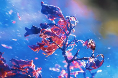 Meşe canlı col bahçesinde temizlik sırasında yanan yapraklar