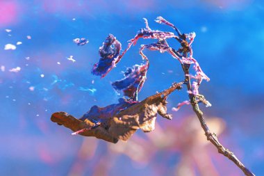 Meşe canlı col bahçesinde temizlik sırasında yanan yapraklar