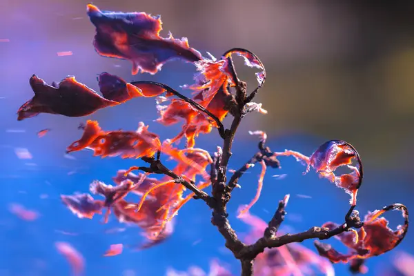 Meşe canlı col bahçesinde temizlik sırasında yanan yapraklar — Stok fotoğraf
