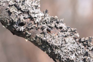 Gri yosun veya bir ağaç dal, lav