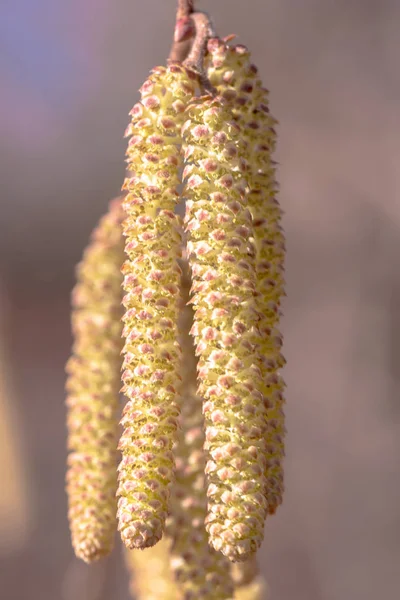 春先にハシバミの尾状花序から高いアレルギー性の花粉, — ストック写真