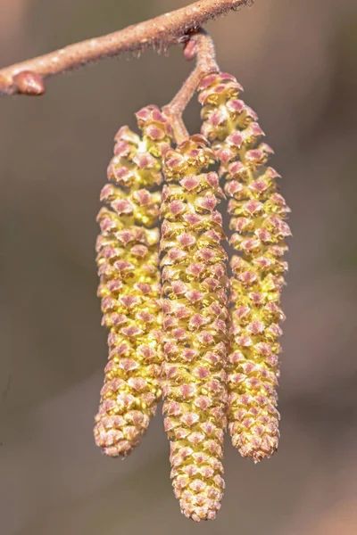 Highly allergenic pollen from the hazel catkins in early spring, — Stock Photo, Image