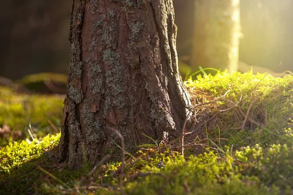 A reggeli órákban a tavaszi örökzöld fa törzse — Stock Fotó