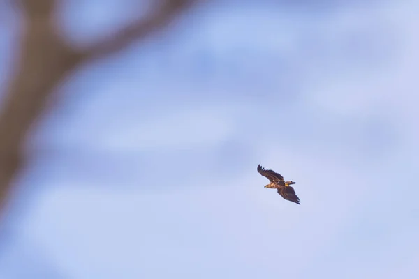 Águia do mar deslizando passado em um céu azul durante um dia de primavera — Fotografia de Stock