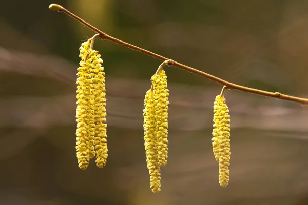 Primer plano de los amentos de avellana durante la primavera —  Fotos de Stock