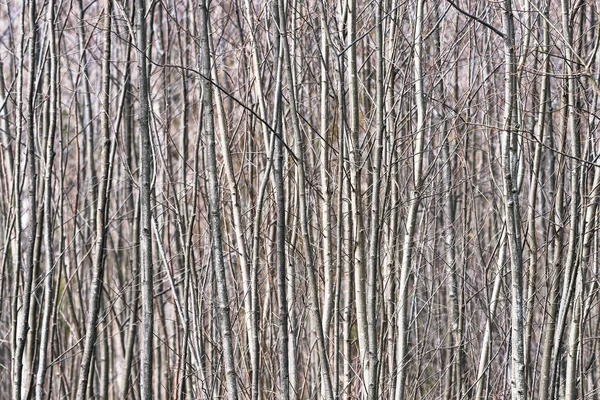 Szybko rosnące drzewa zrobić Abstrakcja Linie pionowe — Zdjęcie stockowe