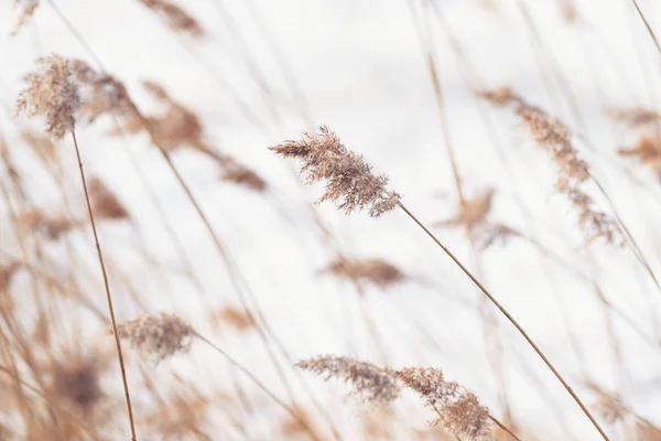 Суха коричнева морська трава на узбережжі навесні — стокове фото