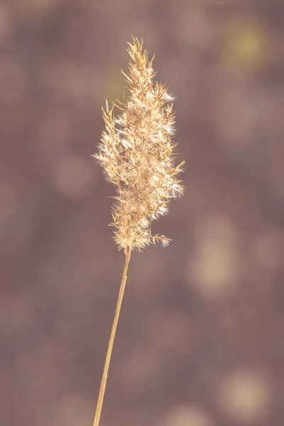 Braunes trockenes Gras an der Küste an einem Frühlingstag — Stockfoto