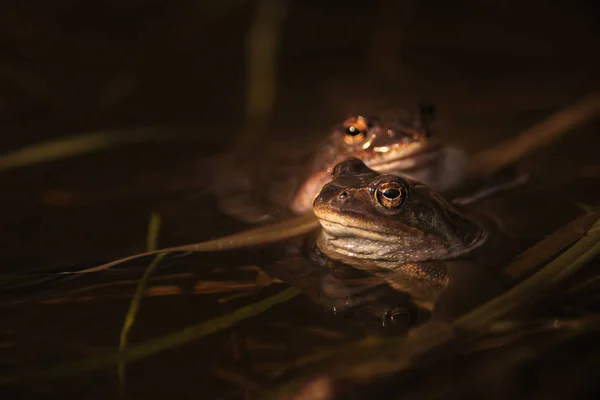 Twee gemeenschappelijke kikkers in de paartijd in het voorjaar, hoofd over water — Stockfoto