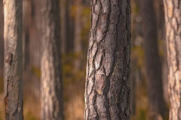 Pinheiros em close up ou Pinus sylvestris em massa em um r natural — Fotografia de Stock