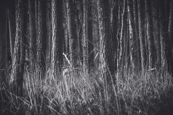 Dramatischer Blick auf Kiefern oder Pinus sylvestris in Massen mit Gras — Stockfoto