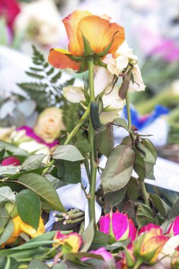 Bir gül flowerbed Sergels torg sonra ter içinde closeup