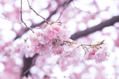Bahar sırasında pembe Japon kiraz çiçeği. Stockholm