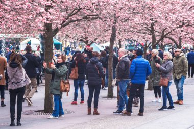 İnsanlar zevk ve pembe Japon kiraz bloss fotoğraf çekimi