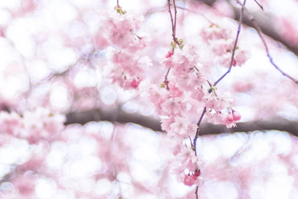 Rosafarbene japanische Kirschblüte im Frühling. Stockholm — Stockfoto