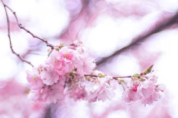 Ροζ Ιαπωνικά κεράσι ανθίσει την άνοιξη. Στοκχόλμη — Φωτογραφία Αρχείου
