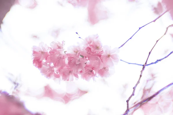 Roze Japanse kersenbloesem in de lente. Stockholm — Stockfoto