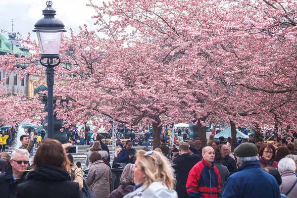 Mensen genieten en fotograferen van de roze Japanse kers bloss — Stockfoto
