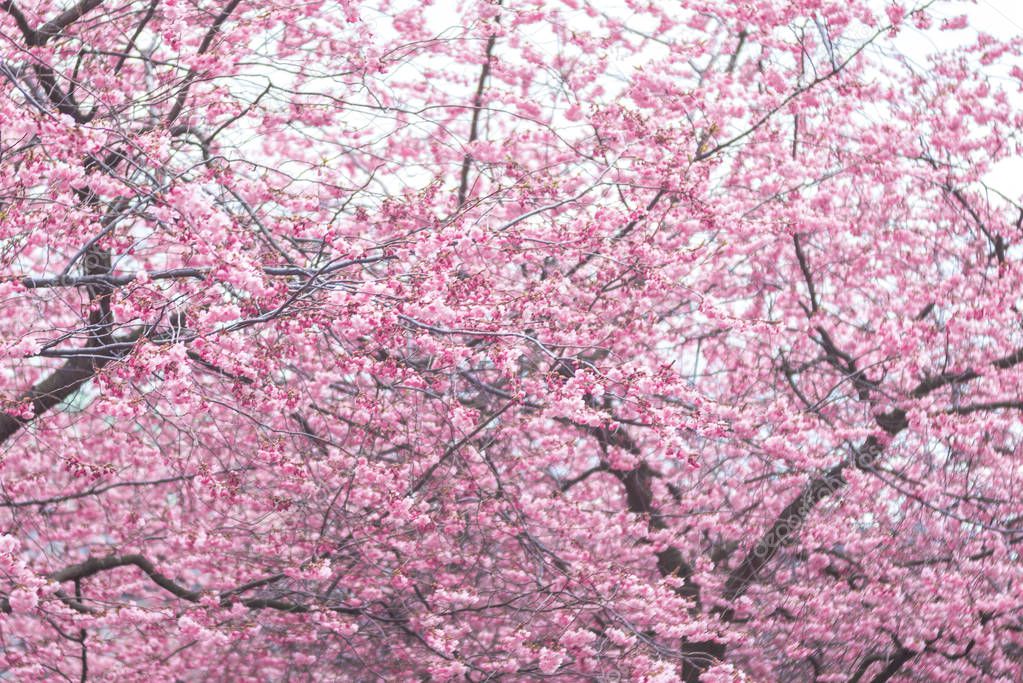 Cherry blossom pink japan pussy