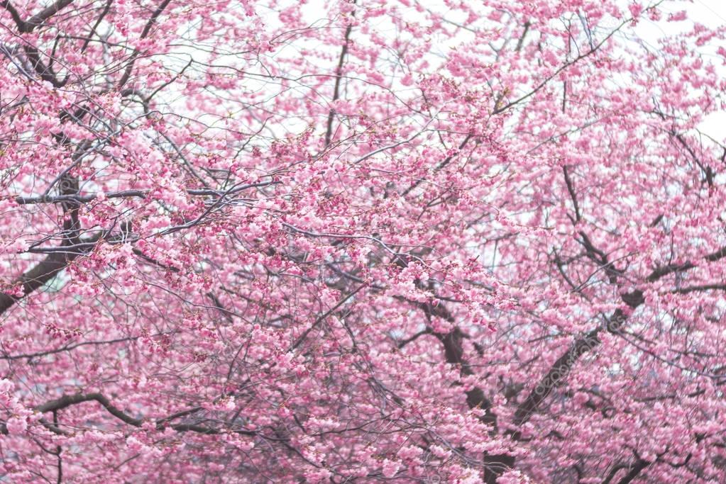 Pink japanese cherry blossom during springtime. Stockholm