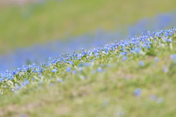 Pole s modrými květy Scilla bifolia s krátkou hloubkou ostrosti — Stock fotografie