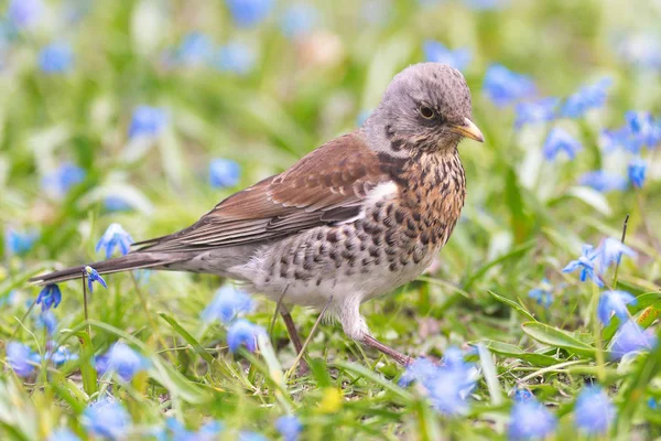 Fieldfare or Turdus pilaris feeding in a green field with blue S — Stock Photo, Image