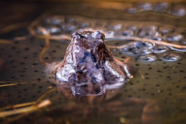 Bahar mevsiminde ıslahı, yumurta ile ortak kurbağa
