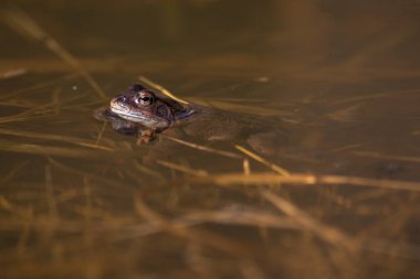 Üreme sezonunda Bahar, baş üzerinde ortak kurbağa su wi