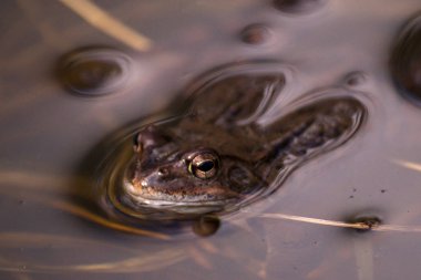 Üreme sezonunda Bahar, baş üzerinde ortak kurbağa su wi