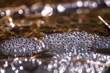 Bahar sırasında ortak kurbağa yumurta
