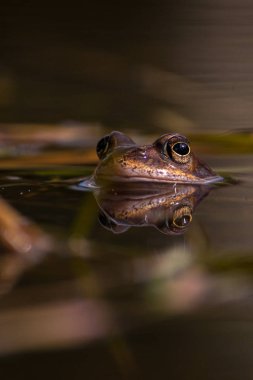 Üreme sezonunda Bahar, baş üzerinde ortak kurbağa su wi