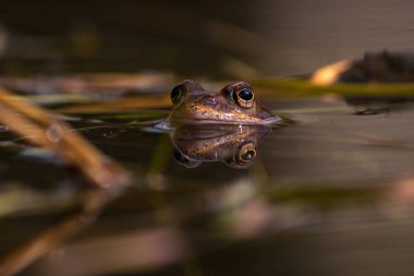 Üreme sezonunda Bahar, baş üzerinde ortak kurbağa su wi