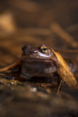 Üreme sezonunda Bahar, baş üzerinde ortak kurbağa su wi